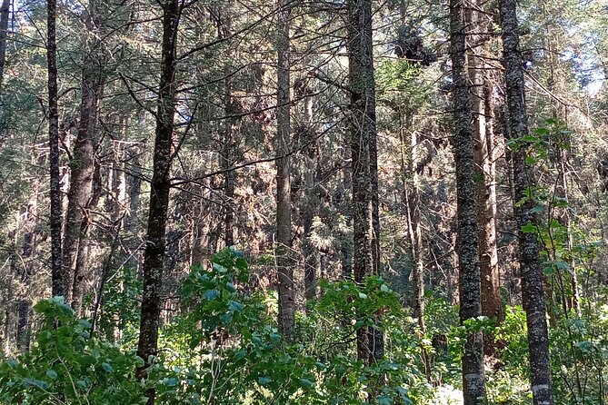 Monarch Butterflies El Rosario Preserve from Mexico City - El Rosario Monarch Butterfly Preserve: What You’re Really Going to See