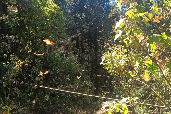 Monarch Butterflies El Rosario Preserve from Mexico City - Meet-up and pickup: how you’ll actually find your driver