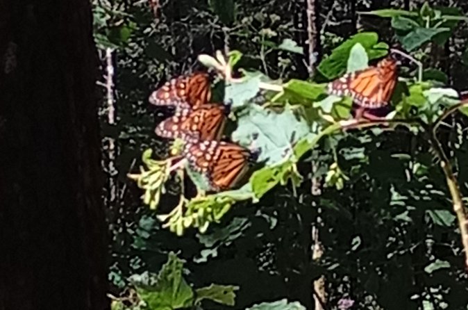Monarch Butterflies El Rosario Preserve from Mexico City - Carlos San Roman and the value of an English-speaking guide