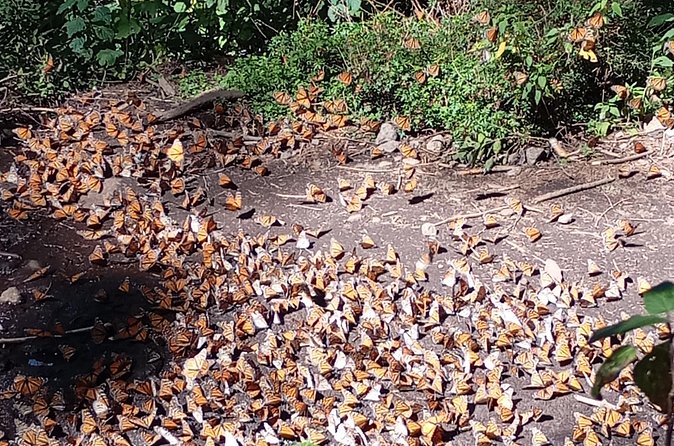 Monarch Butterflies El Rosario Preserve from Mexico City - Price and value: $585 for up to 3 people