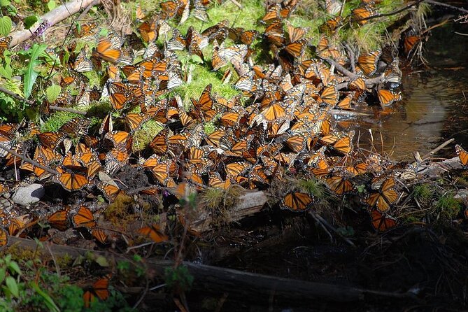 Monarch Butterfly Reserve: Piedra Herrada Magical Valle de Bravo - Valle de Bravo transfer: switching gears without losing the day