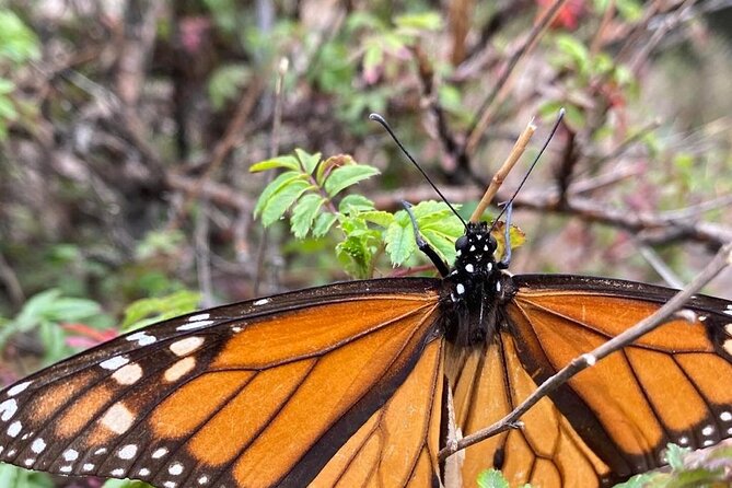 Monarch Butterfly Reserve: Piedra Herrada Magical Valle de Bravo - Velo de la Novia Waterfall: nature that’s easier on the legs