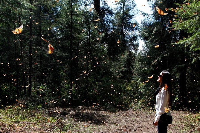 Monarch Butterfly Sanctuary Day Trip from Mexico City - Key Things To Know Before You Go