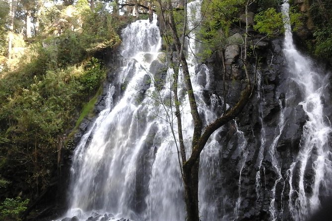 Monarch Butterfly Sanctuary Day Trip from Mexico City - Price and Logistics for a 14-Hour Mexico City Day Trip