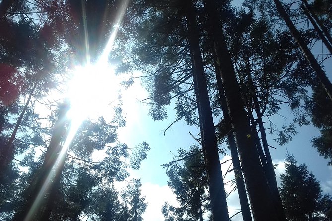 Monarch Butterfly Sanctuary Day Trip from Mexico City - Valle de Bravo Lake Time: Water Sports, Boat Rides, and Easy Market Finds