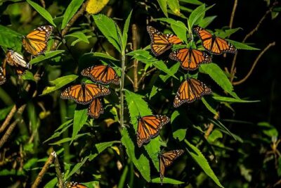 Monarch Butterfly Sanctuary Day Trip from Mexico City - Velo de Novia Waterfall: A Short Stop With the Bridal Veil Look