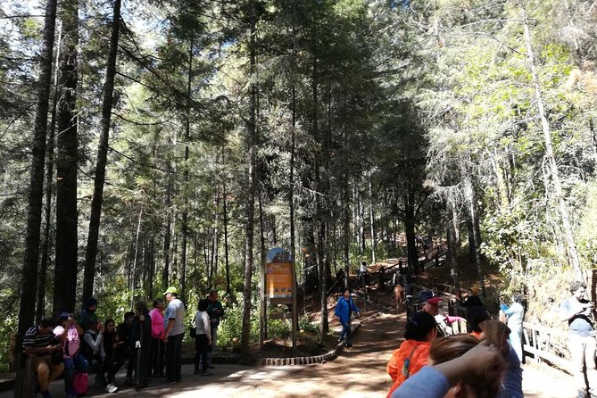 Monarch Butterfly Sanctuary Day Trip from Mexico City - Who Should Book This Monarch Butterfly Sanctuary Day Trip