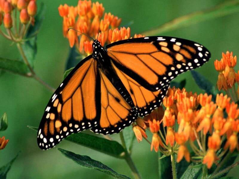 Monarch Butterfly Sanctuary Tour from Mexico City - Key Highlights Worth Your Time