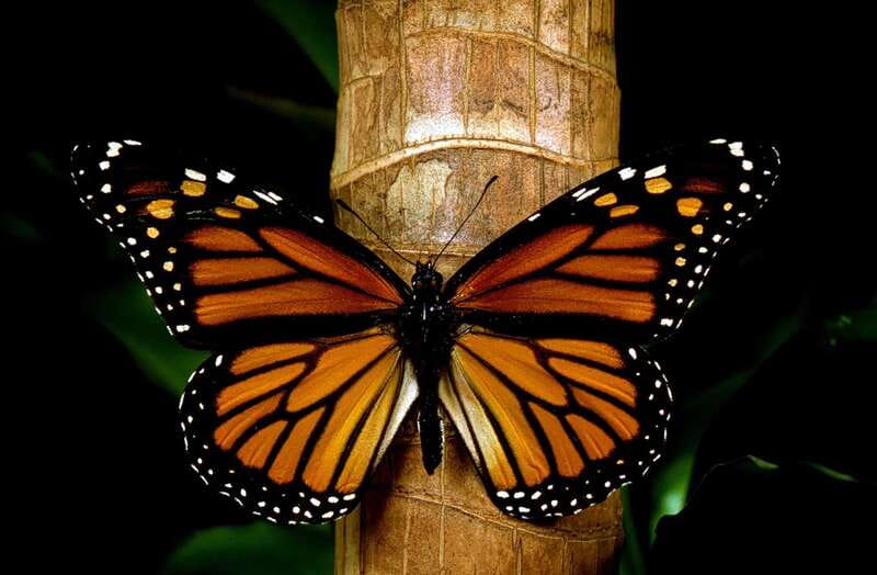 Monarch Butterfly Sanctuary Tour from Mexico City - The Real Value of $79: What You Get and What Costs Extra