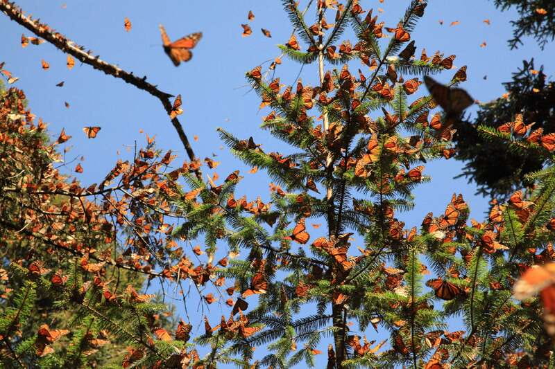 Monarch Butterfly Sanctuary Tour from Mexico City - Getting There From Barceló México Reforma: What the Drive Means