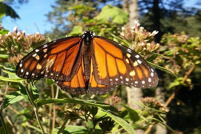 Monarch Butterfly Tour from Mexico City - Key highlights you’ll feel on the day