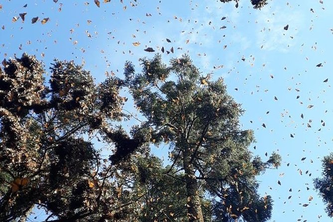 Monarch Butterfly Tour from Mexico City - Packing checklist: small items that make the day easier