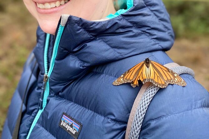 Monarch Butterfly Tour Mexico: Sierra Chuincua and Magic Town - Monarchs in Sierra Chincua: The Part You Came For