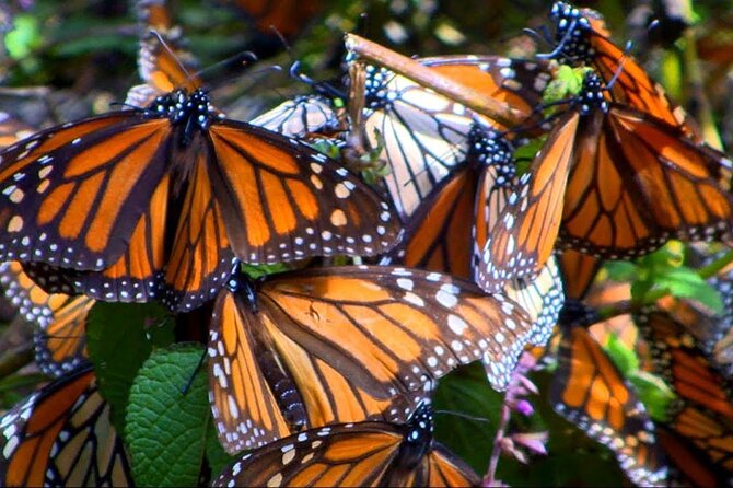 Monarch Butterfly Tour Mexico: Sierra Chuincua and Magic Town - Price and Value: Is $179 Worth a Long Day?