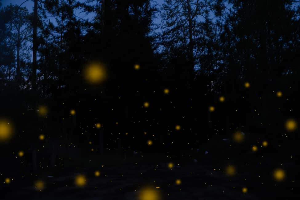 One day tour from Mexico City to Firefly Sanctuary - Price and Logistics: what you’re really paying for at $93