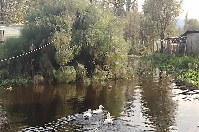 Pre-Hispanic Xochimilco, local food included and ajolotario. - A private Xochimilco day: pickup, timing, and how it feels