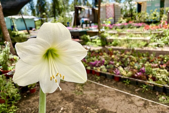 Prehispanic Xochimilco: Market, chinampas, axolotls kids friendly - Brunch on the water: included food that doesn’t feel like an afterthought