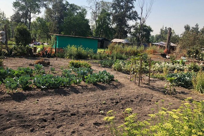 Private Tour: Xochimilco, Coyoacan and Frida Kahlo Museum. - Keeping Your Day on Track: A Guide Makes All the Difference