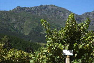The Magical Town of Tepotzotlán & Artisanal wine from Mexico City - Cavas Freixenet and the Winery Tour That Actually Explains How the Stuff Gets Made