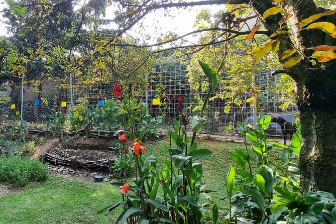 Urban Orchard in Desierto de los Leones in Mexico City - Foraging in Real Time, Then Turning It Into Food