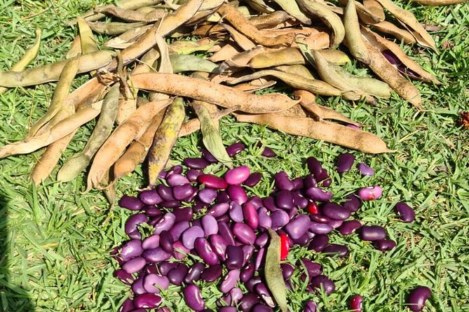 Urban Orchard in Desierto de los Leones in Mexico City - Timing and How to Plan Your Half Day