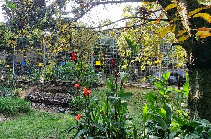 Urban Orchard in Desierto de los Leones in Mexico City - Who Should Book This and Who Might Skip It