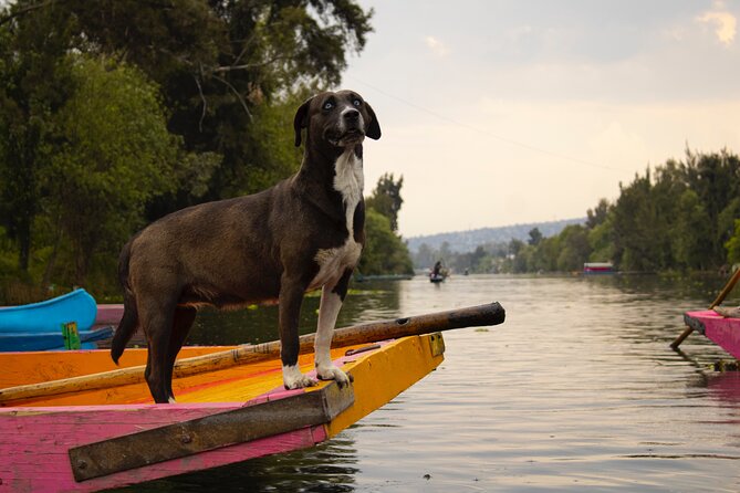 Xochimilco BOAT LIGHT PARTY WITH 1 DRINK AND 4 TAQUITOES + 18 - Heads-up on weather and expectations for your day