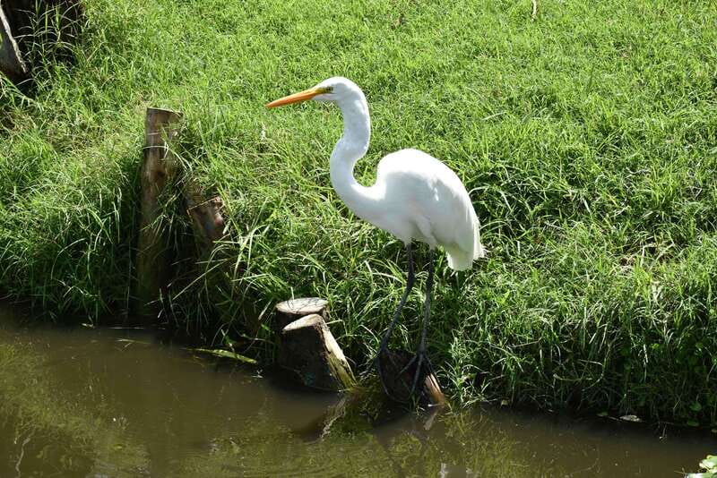 Xochimilco Ecological Tour – Away From the Crowds (3 Hours) - A Realistic Extra: Music Can Happen, But It’s Not the Main Plan