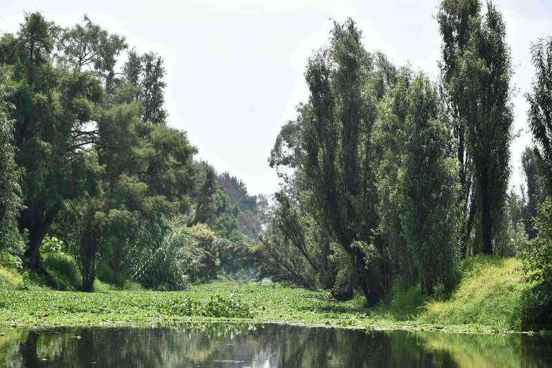 Xochimilco Ecological Tour – Away From the Crowds (3 Hours) - Why This Xochimilco Tour Feels Calm: Reserve Canals and Real Space